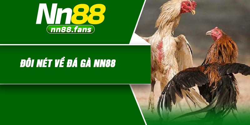 Đôi nét về đá gà NN88